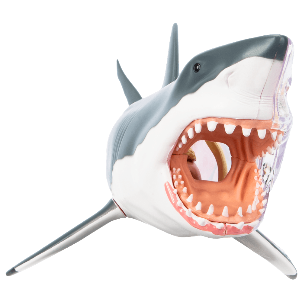 chum-the-dissected-shark